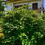 Apartment Toto Kraj (Istria)